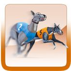 Pro Racing Greyhound