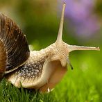 Puzzle Caracoles 🧩🐌