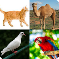 Quizz: Animal Names