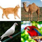 Quizz: Animal Names