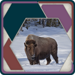 HexSaw - Yellowstone