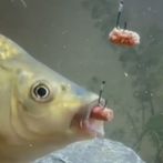 Fishing Art