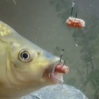 Fishing Art