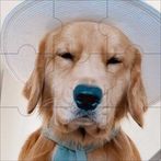 Dog Jigsaw Puzzle