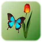 Butterfly Tap