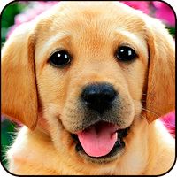 Find a Dog 2 - Hidden Object