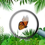 Hidden objects and Animals