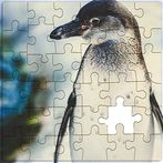 Rompecabezas de Pinguinos