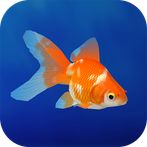 Goldfish 3D Relaxing Aquarium