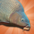 Dangerous Derk Interactive
