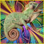 Chameleon