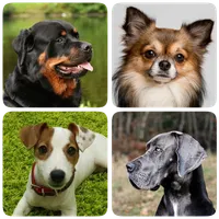 Dog Breeds - Quiz about dogs!