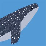 Find the Whales: Español