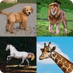 Guess All 950 Animals