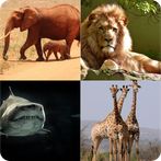 Guess Who Animals