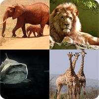 Guess Who Animals