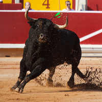 Bull Fighting Games-Bull Games