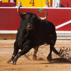 Bull Fighting Games-Bull Games