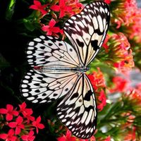 Butterfly Jigsaw Puzzle