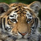 Cute Tiger Puzzle