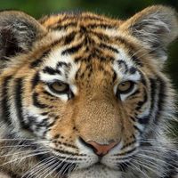 Cute Tiger Puzzle