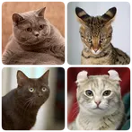 Cat Breeds Quiz - Game about C