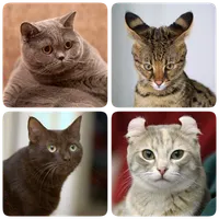 Cat Breeds Quiz - Game about C