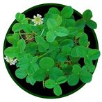 Four-Leaf Clover