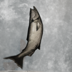 Salmon Jump