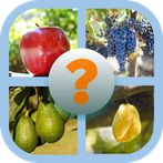 Teka Buah-buahan