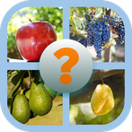 Teka Buah-buahan