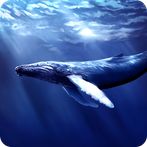 Blue Whale Revange