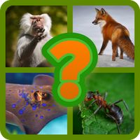 Animals world | guess names