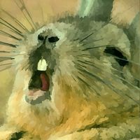 Fluffy Runner: Rabbit Adventur