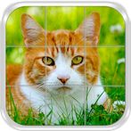 Cats Slide Puzzle Game