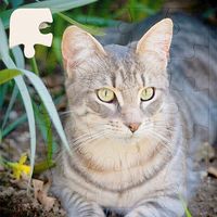 Rompecabezas de Gatos