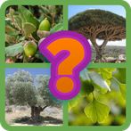 Guess the tree - Tree species 
