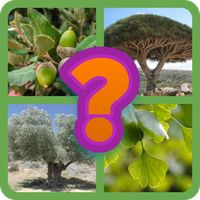 Guess the tree - Tree species 