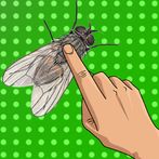 Tap The Fly