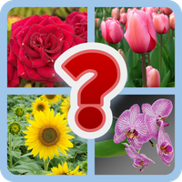 Guess the Flower Quiz