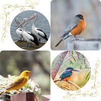 Guess Which Bird It Is!