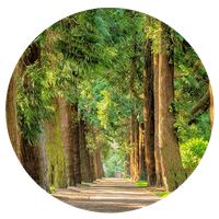 숲속에서 탈출하기