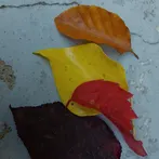 Picking Fruits