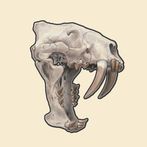 Fossil Quiz by PalaeoArt