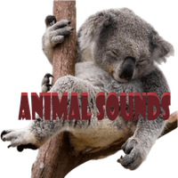 Animal Sounds