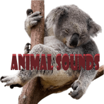 Animal Sounds