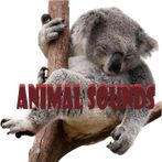 Animal Sounds