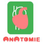 ANATOMIE