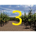 Walla Walla Corn Maze Year 3 (