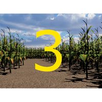 Walla Walla Corn Maze Year 3 (